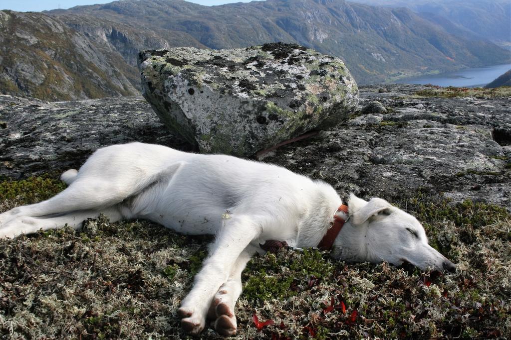 Vila Haukeli Husky Fjellgard Exteriér fotografie